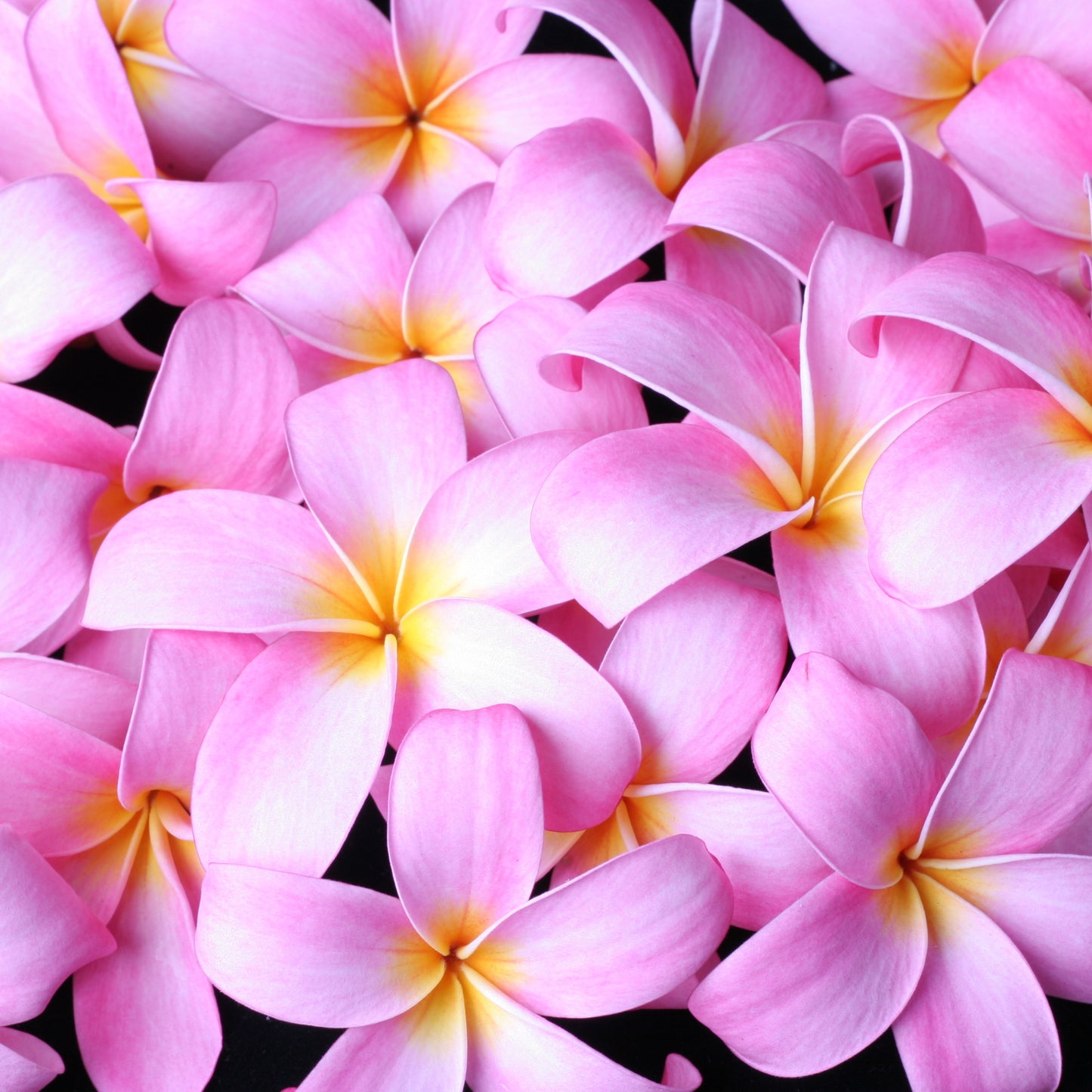 50 Plumeria Rubra Frangipani Seeds (Multi-Color)