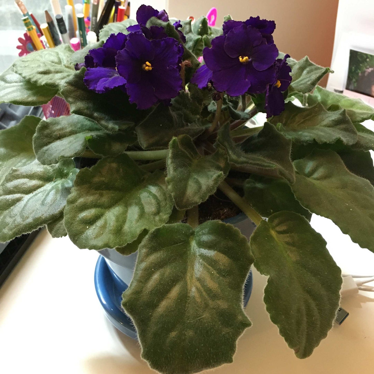 30Pcs Mix African Violet Seeds Pack