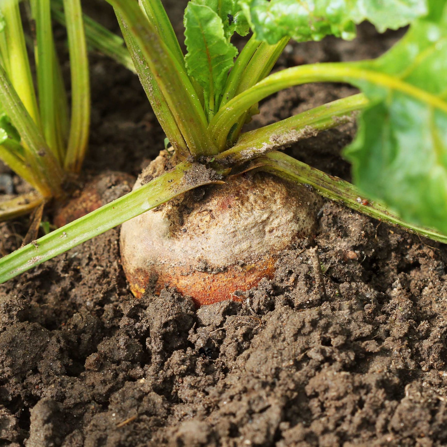50Pcs Organic Golden Beetroot Seeds Pack