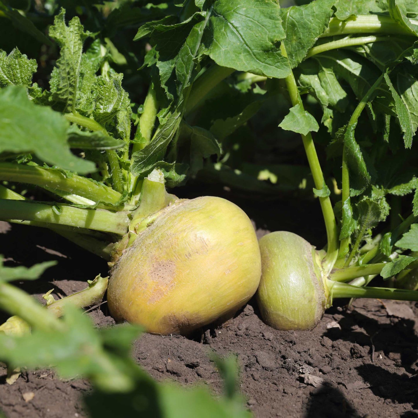 100Pcs Organic Turnip Seeds Pack