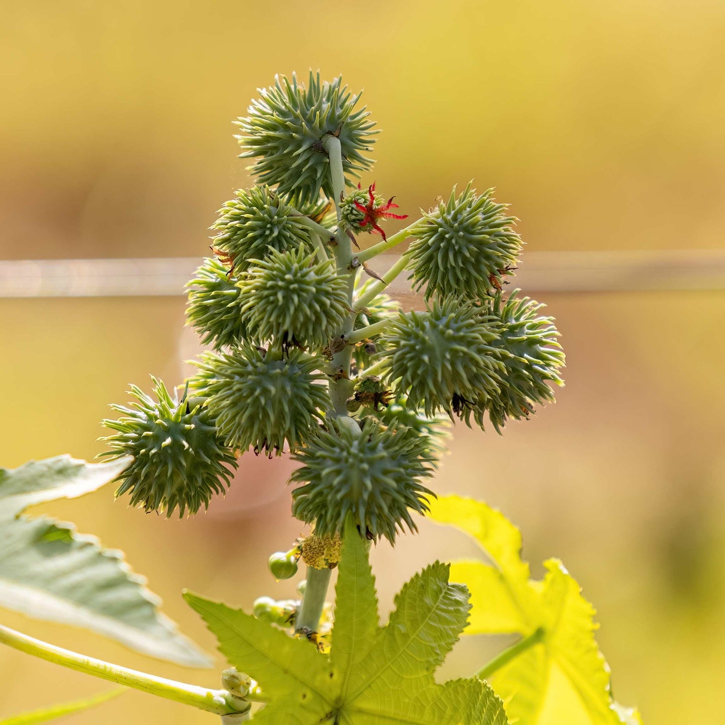 10Pcs Organic Castor Bean Seeds Pack