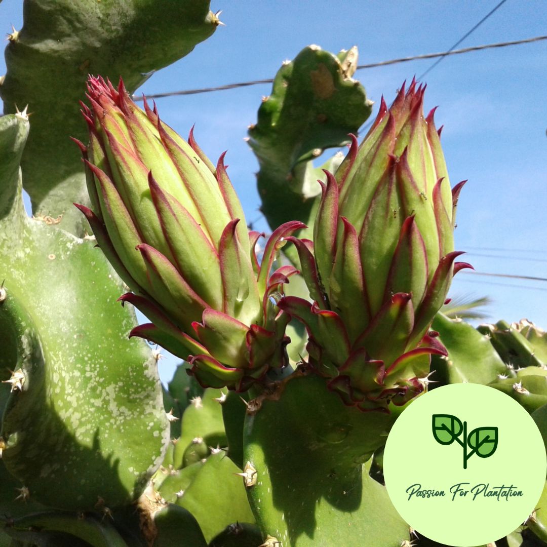 100Pcs Dragon Fruit Seeds