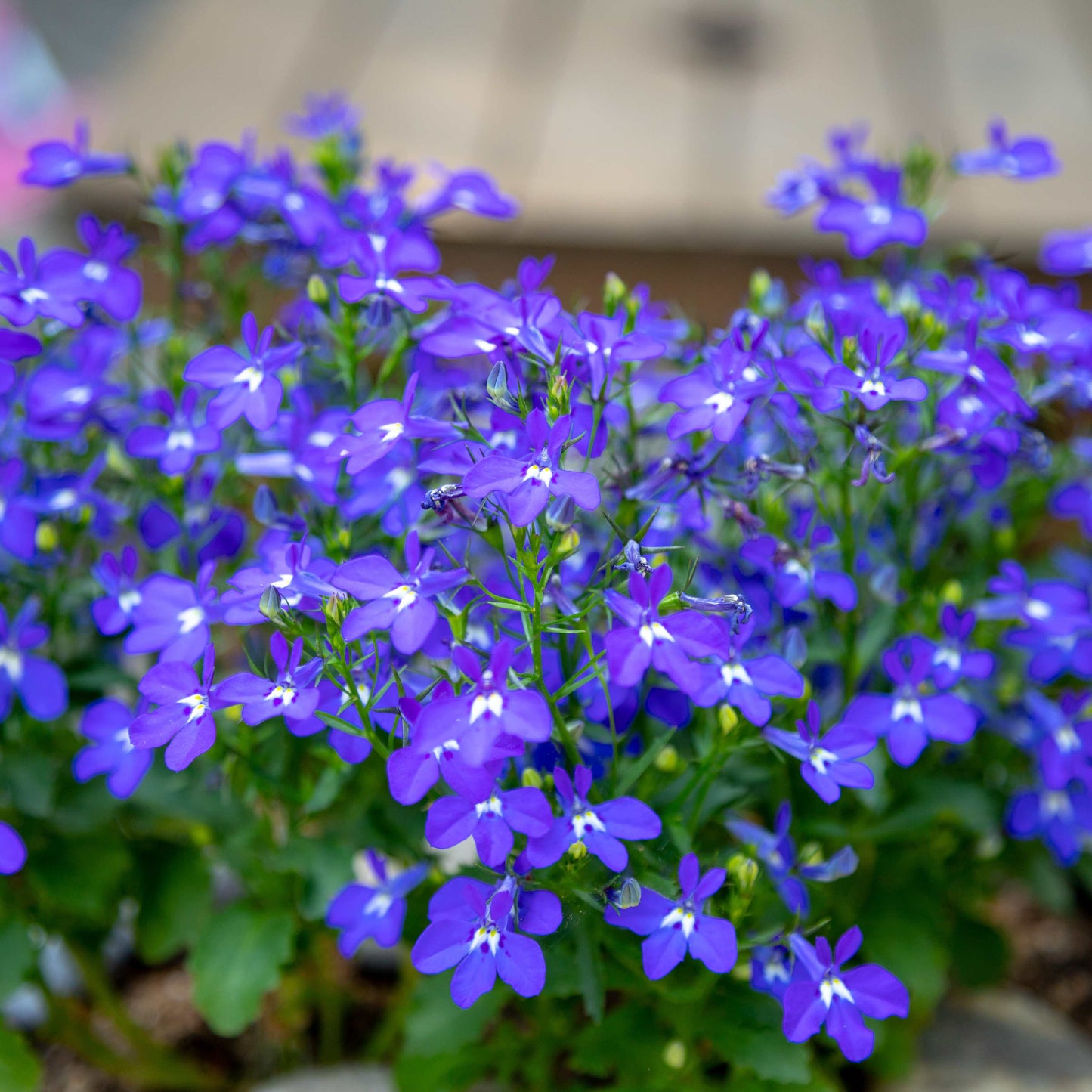100Pcs Lobelia Seeds