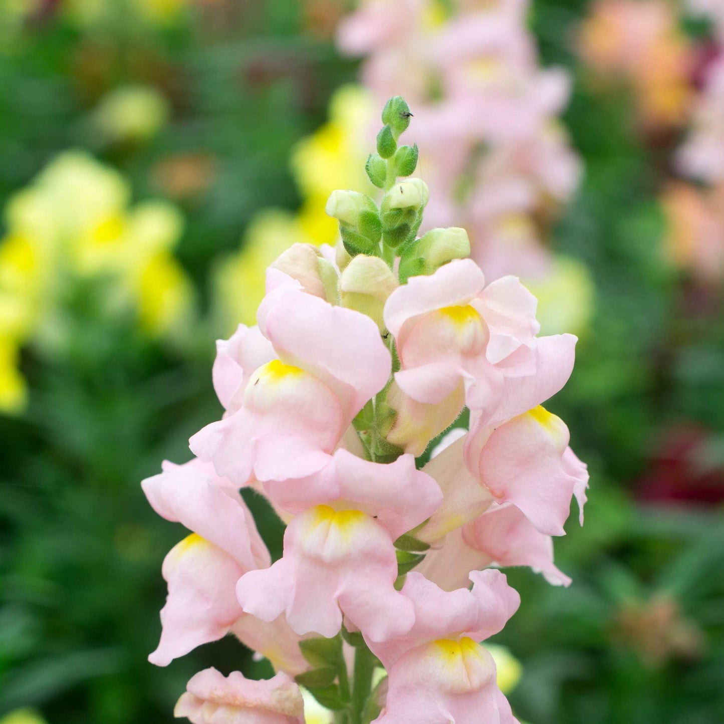 100Pcs Organic Snapdragon Flower Seeds Pack