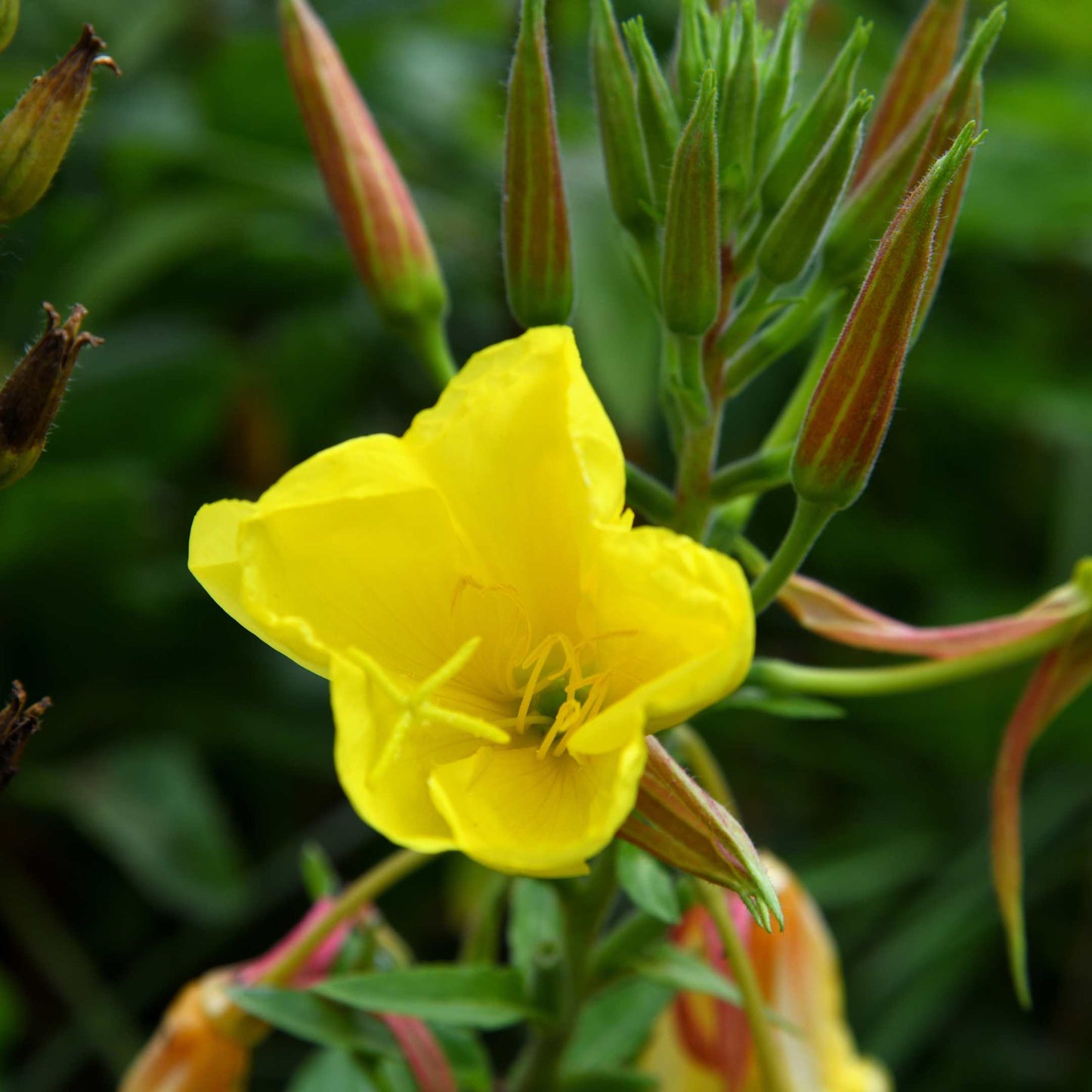 100Pcs Evening Primrose Flower Seeds Pack