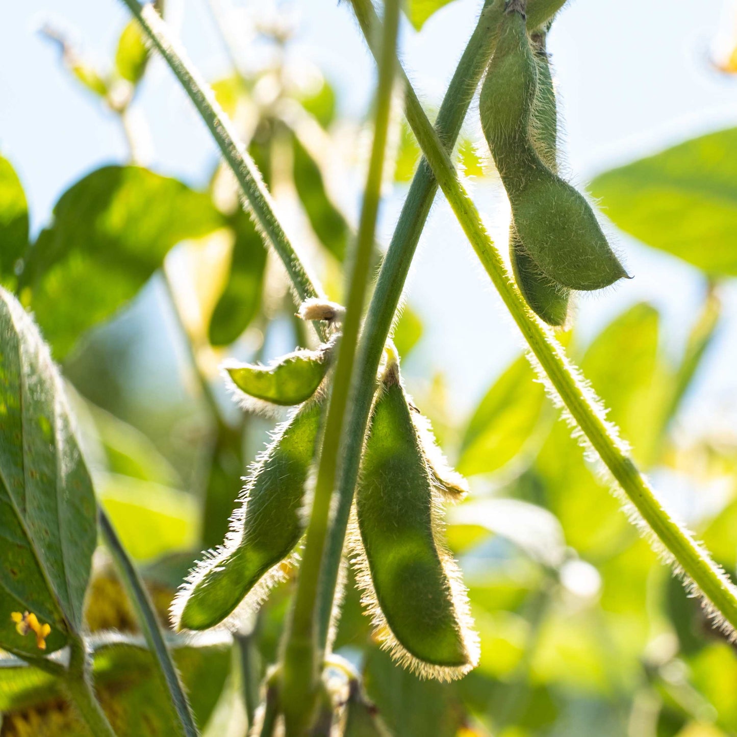 20Pcs Organic Non-GMO Soybean Seeds Pack