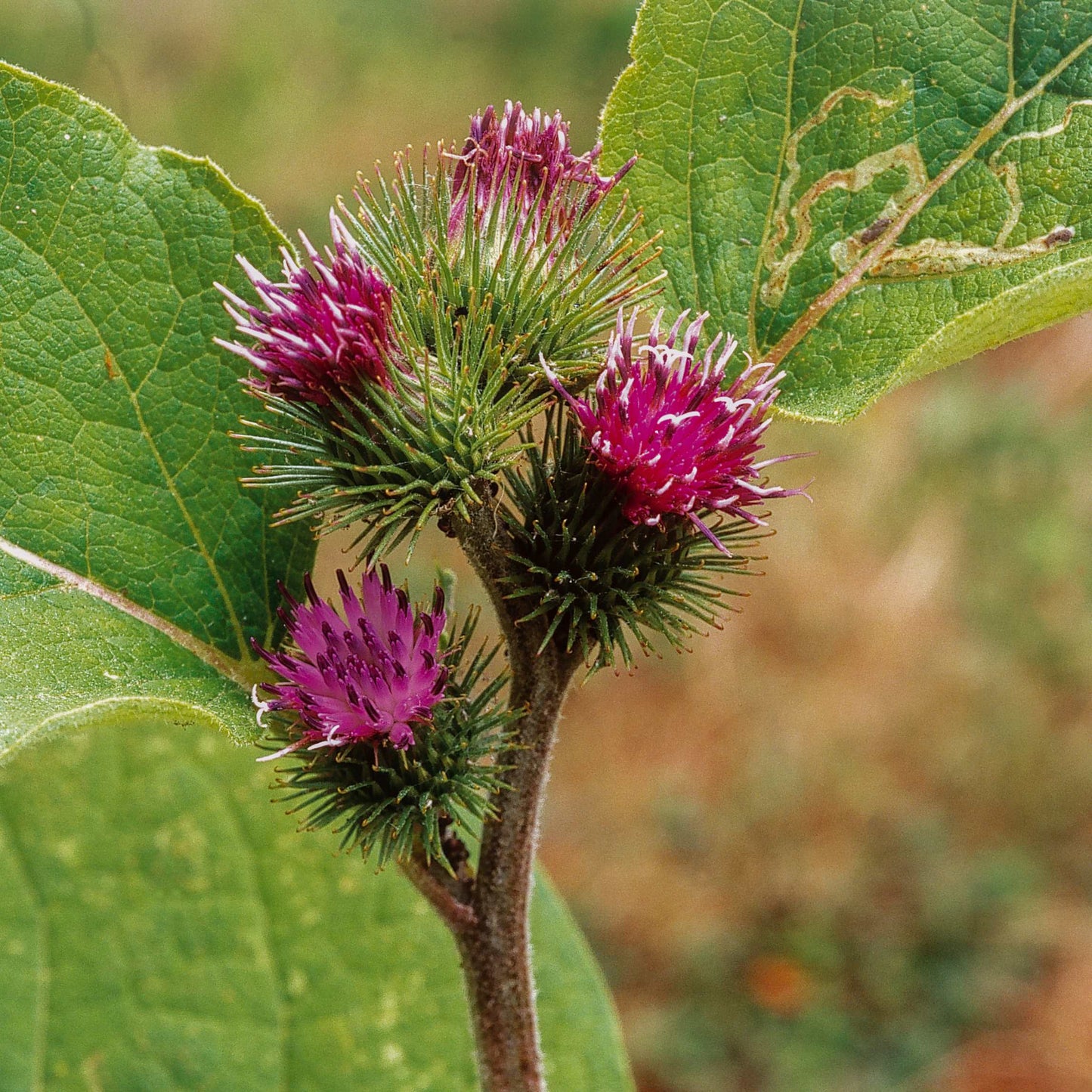 100Pcs Organic Burdock Seeds