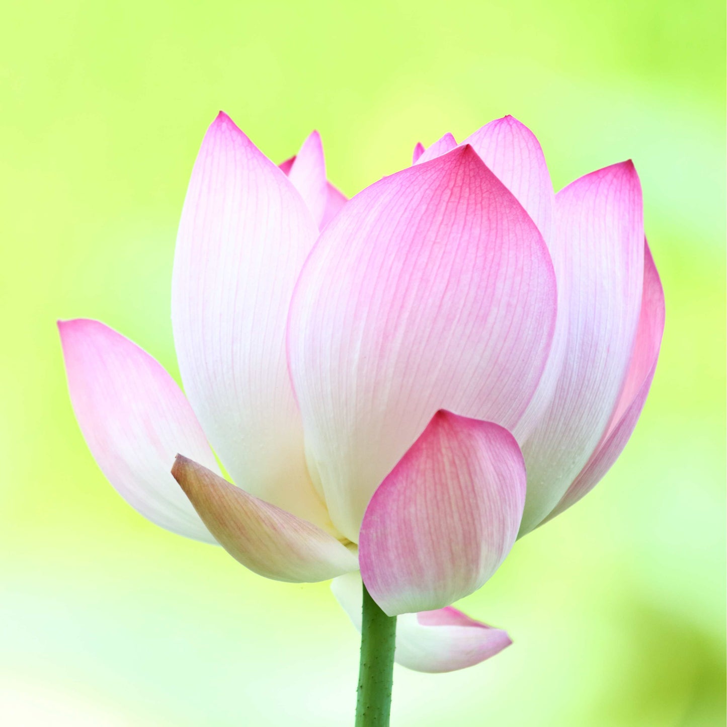 5 PINK LOTUS Flower Seeds