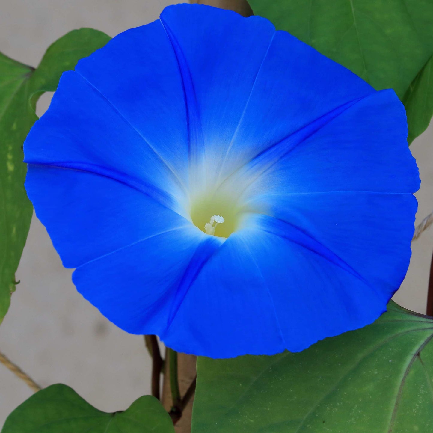 100Pcs Mix Color Morning Glory Flower Seeds