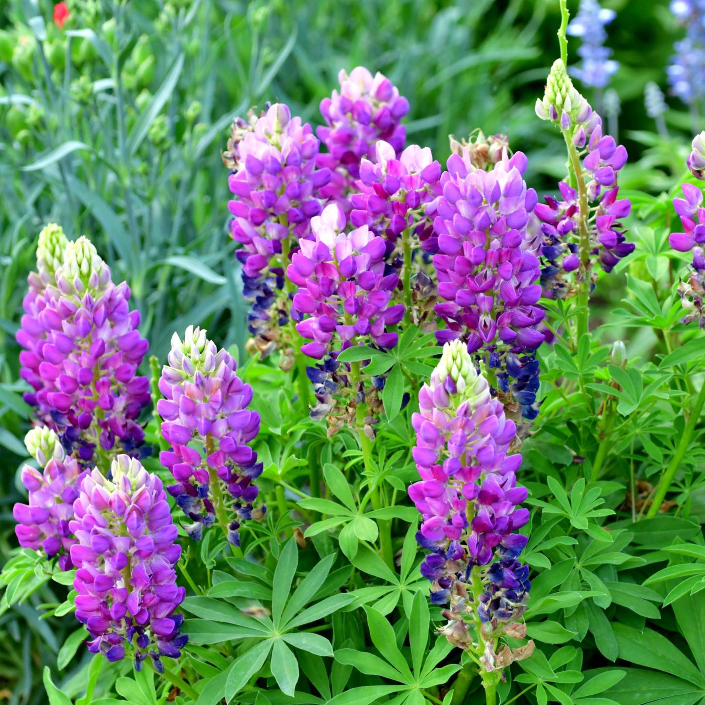 100Pcs Lupine Russel Mix Flower Seeds