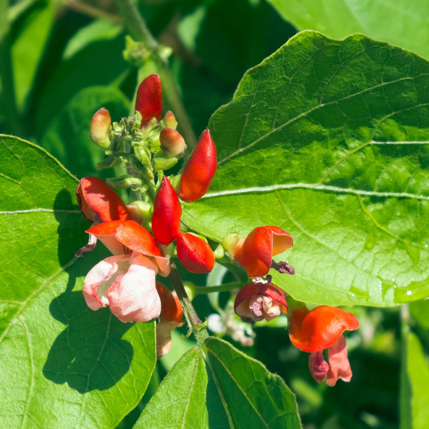 10Pcs Organic Scarlet Runner Bean Seeds