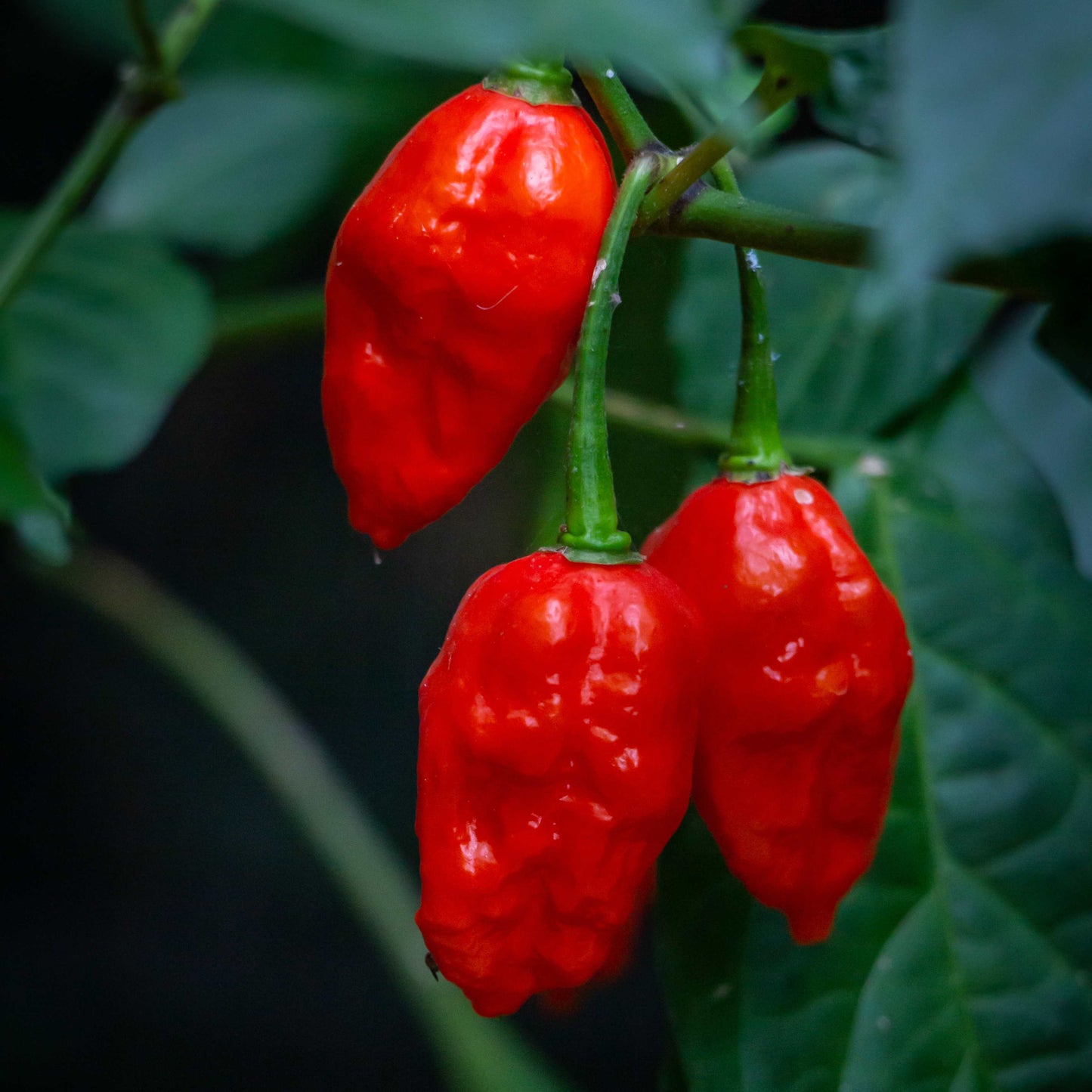 100Pcs Carolina Reaper Pepper Seeds