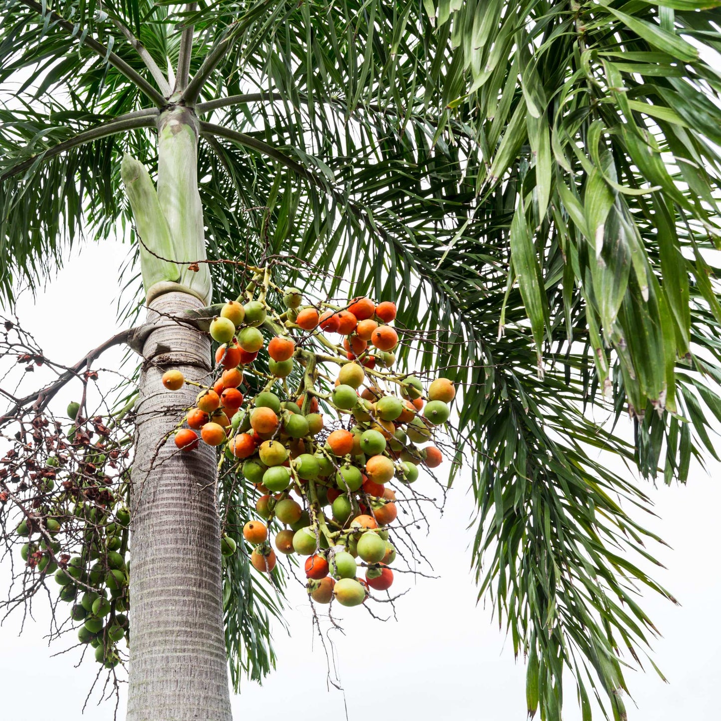 20Pcs Areca Palm Tree Seeds