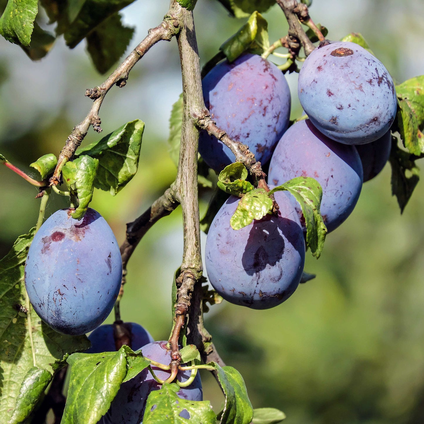 10Pcs Plum Tree Seeds, Fruit Tree, Easy To Grow