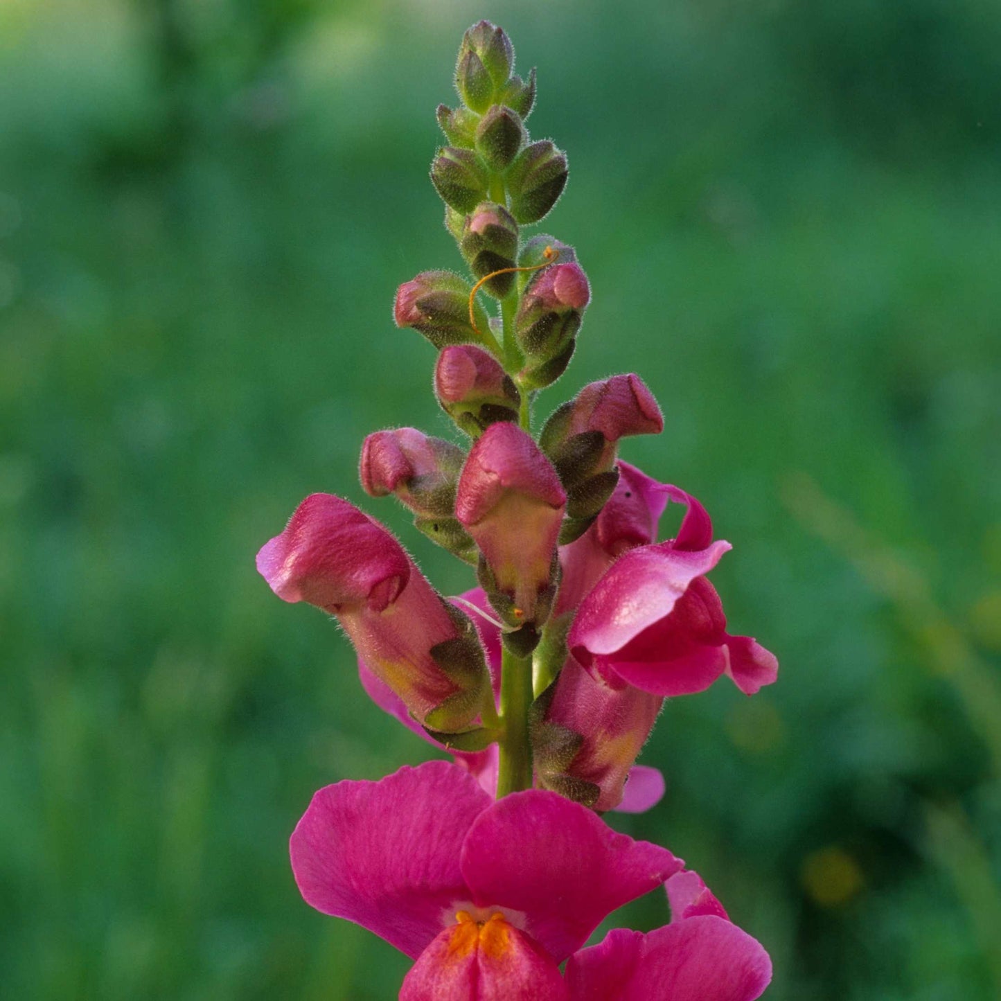 100Pcs Organic Snapdragon Flower Seeds Pack
