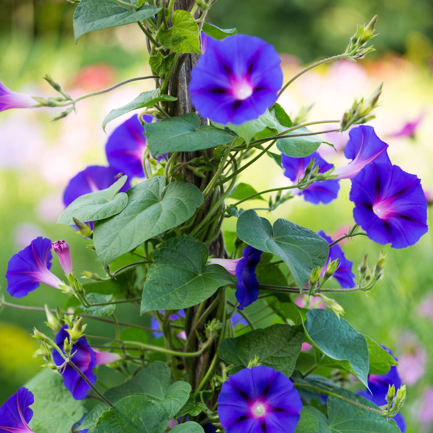 100Pcs Mix Color Morning Glory Flower Seeds