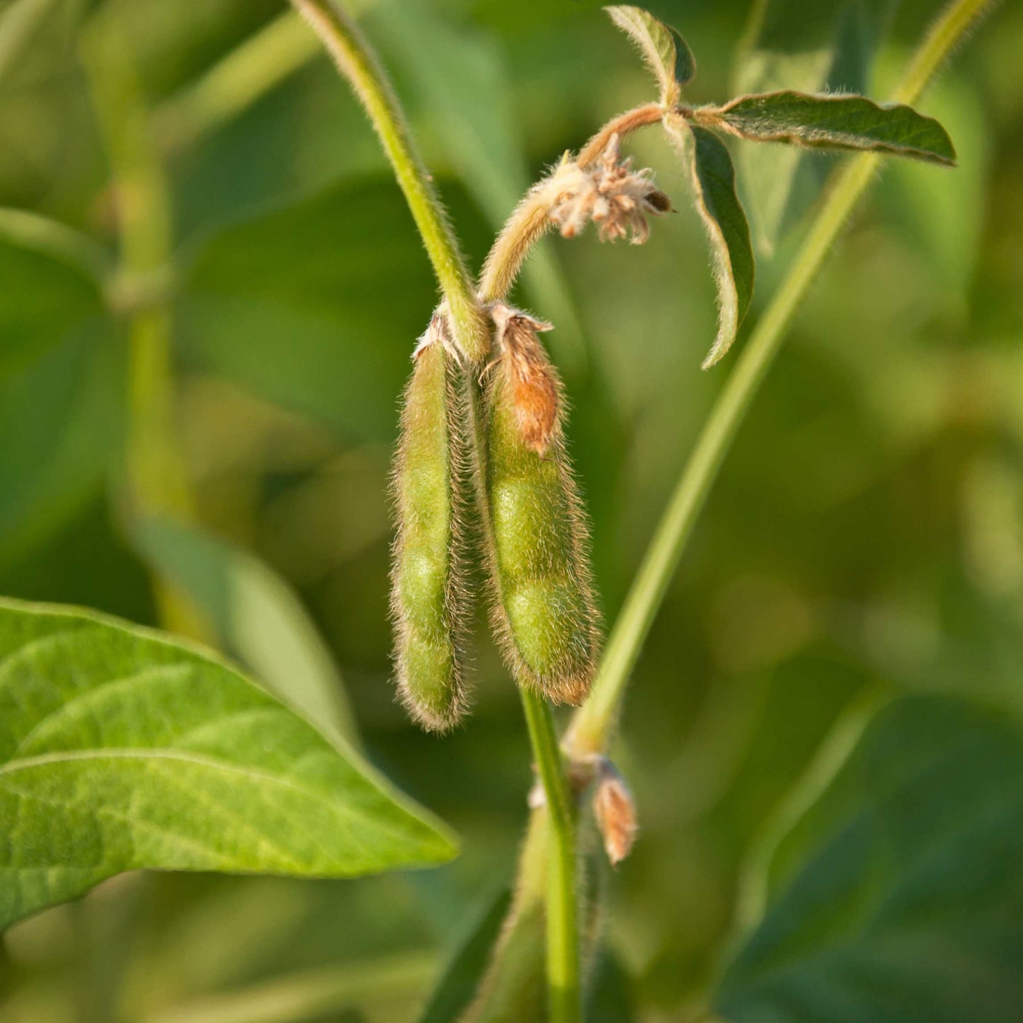 20Pcs Organic Non-GMO Soybean Seeds Pack