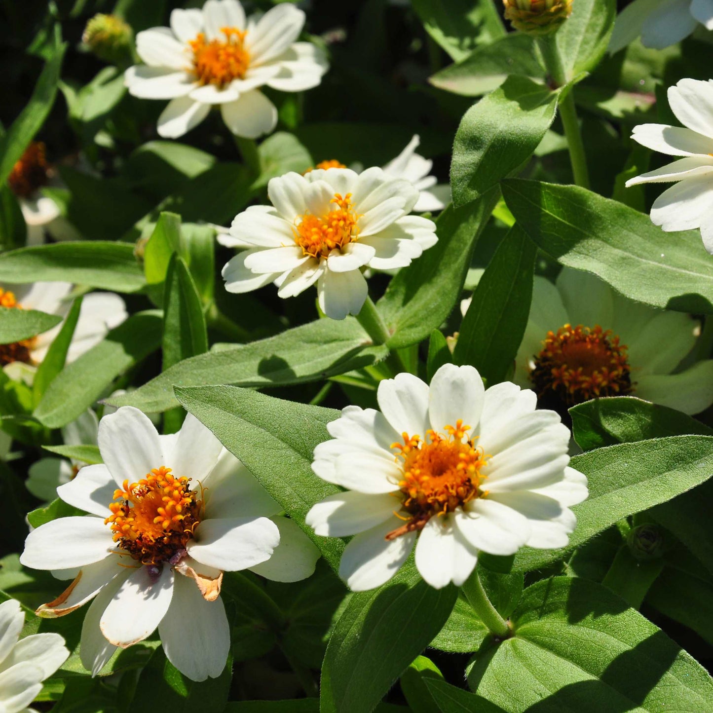 100Pcs Zinnia Flower Seeds Pack