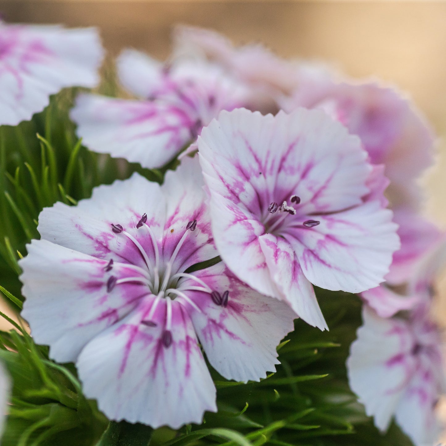 100Pcs Mixed Multicolor Sweet William Flower Seeds
