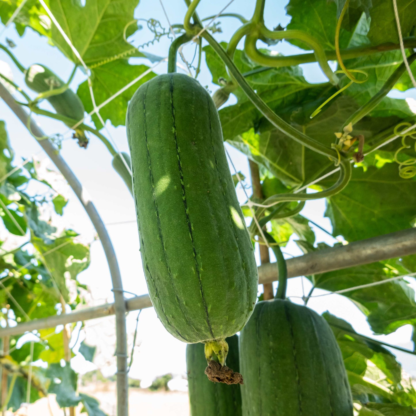 10Pcs Luffa Seeds