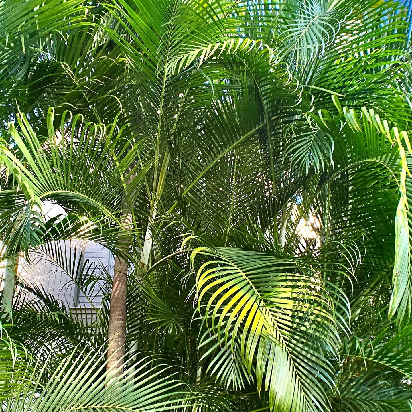 20Pcs Areca Palm Tree Seeds