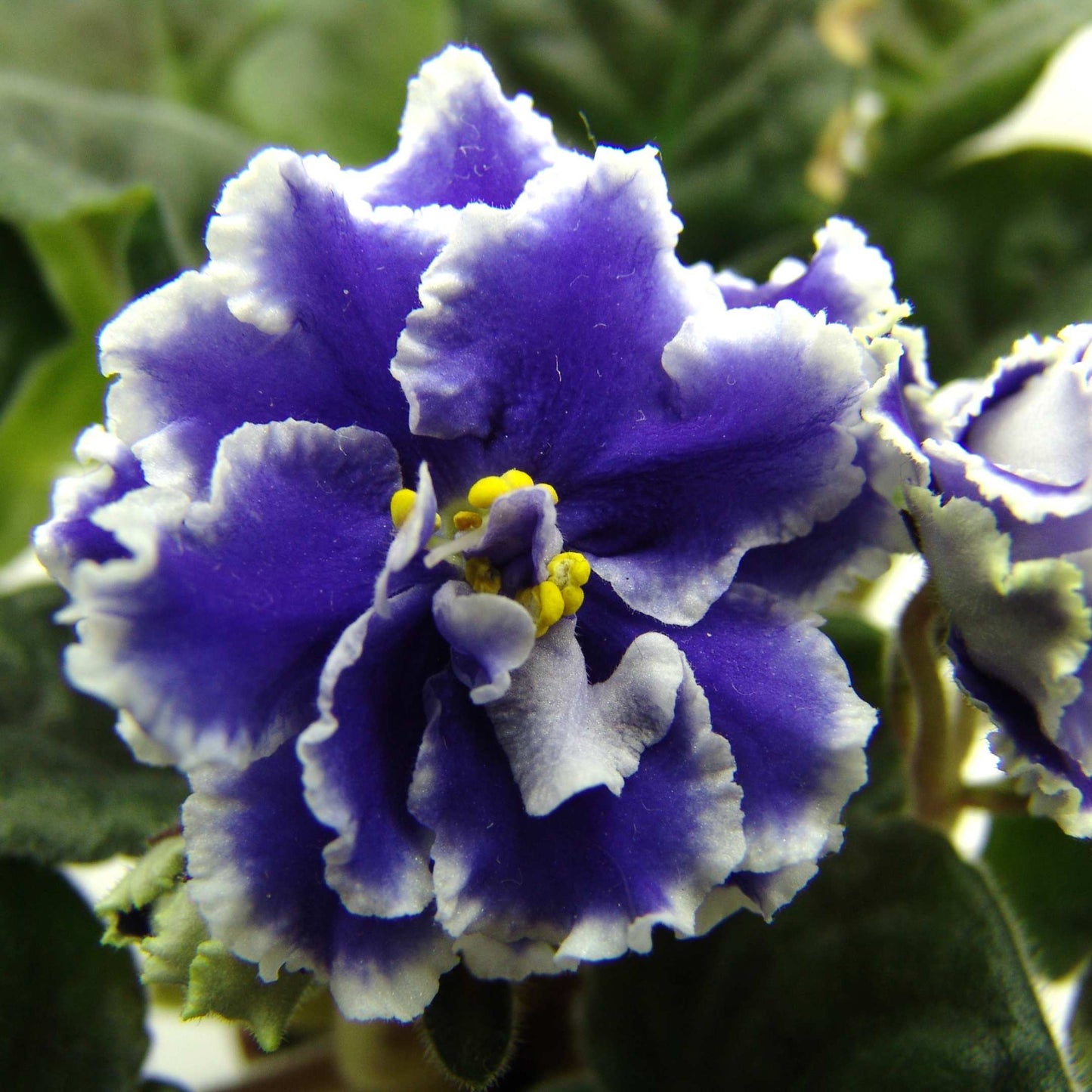 30Pcs Mix African Violet Seeds Pack