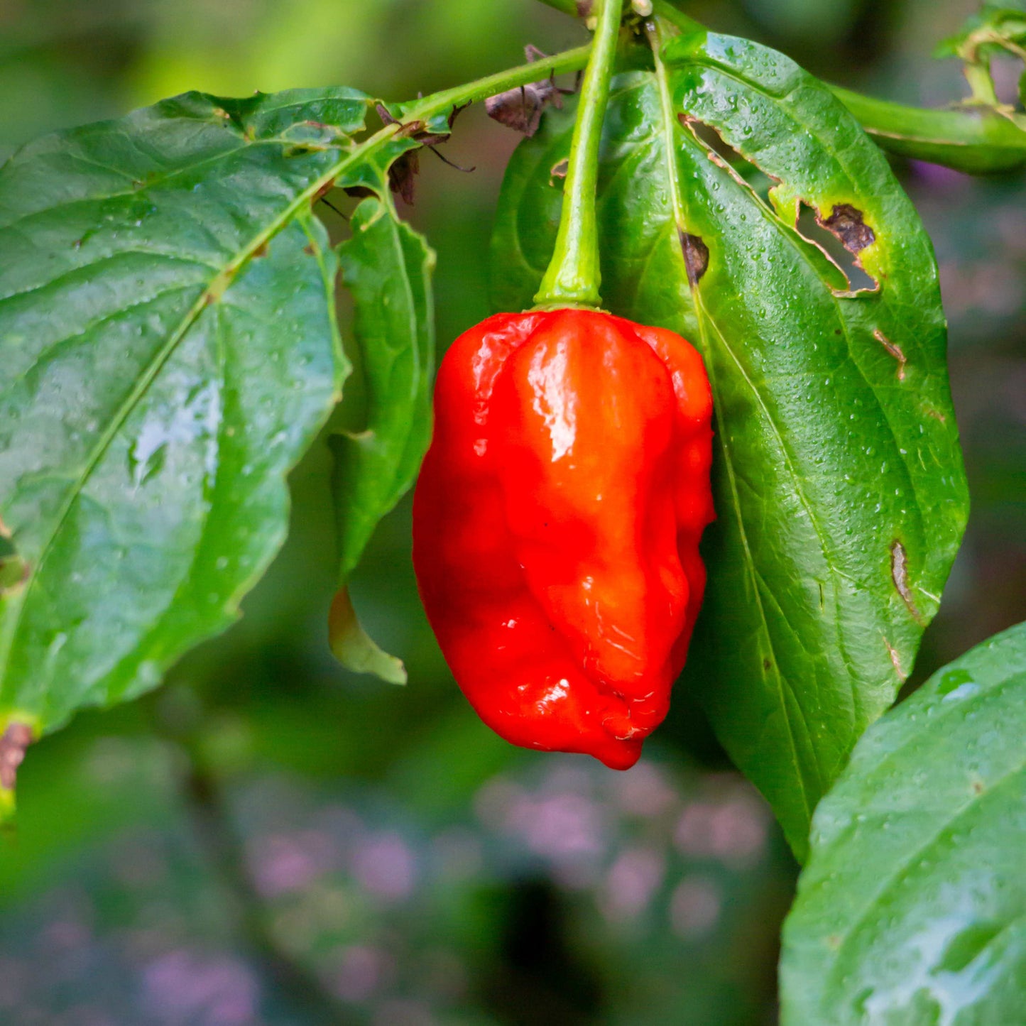 100Pcs Carolina Reaper Pepper Seeds