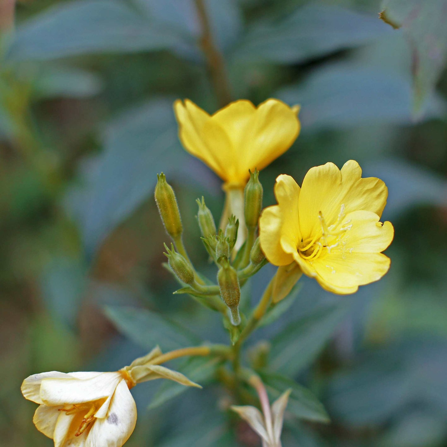 100Pcs Evening Primrose Flower Seeds Pack