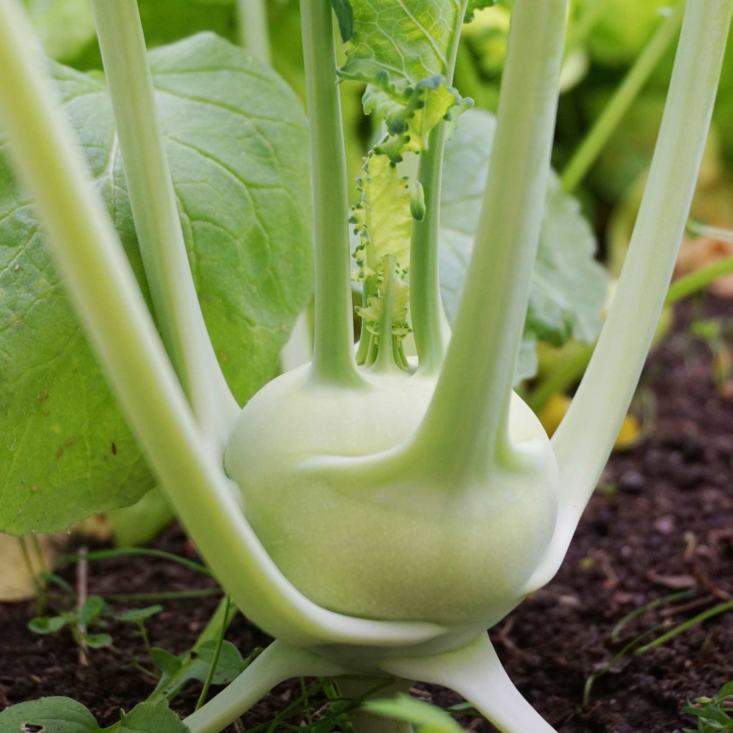 100Pcs Organic Turnip Seeds Pack