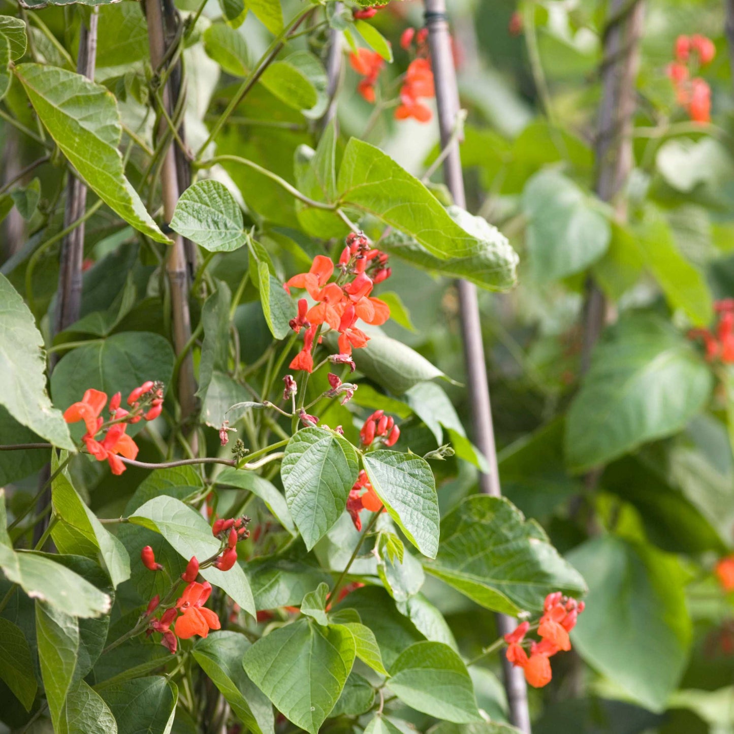 10Pcs Organic Scarlet Runner Bean Seeds