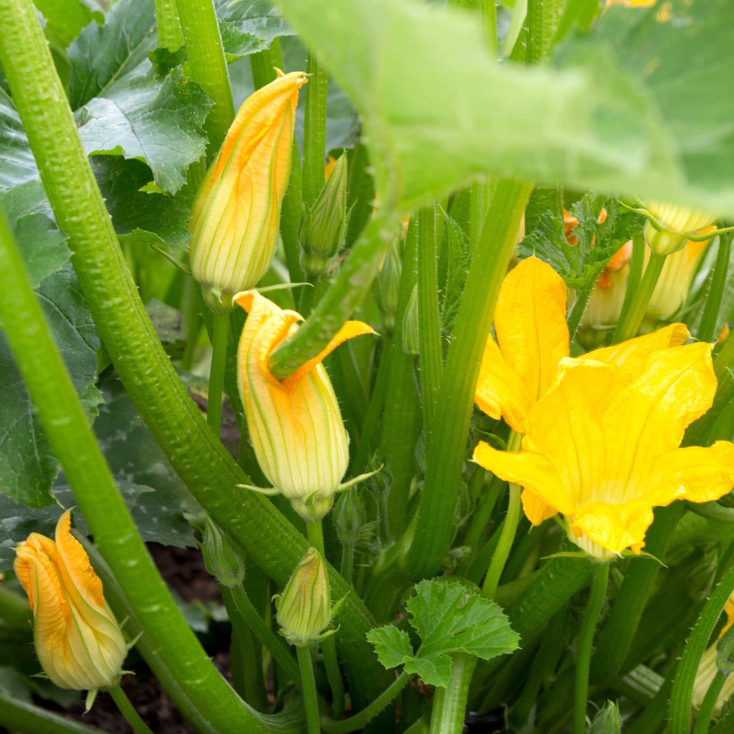 20Pcs Organic Zucchini Seeds Pack