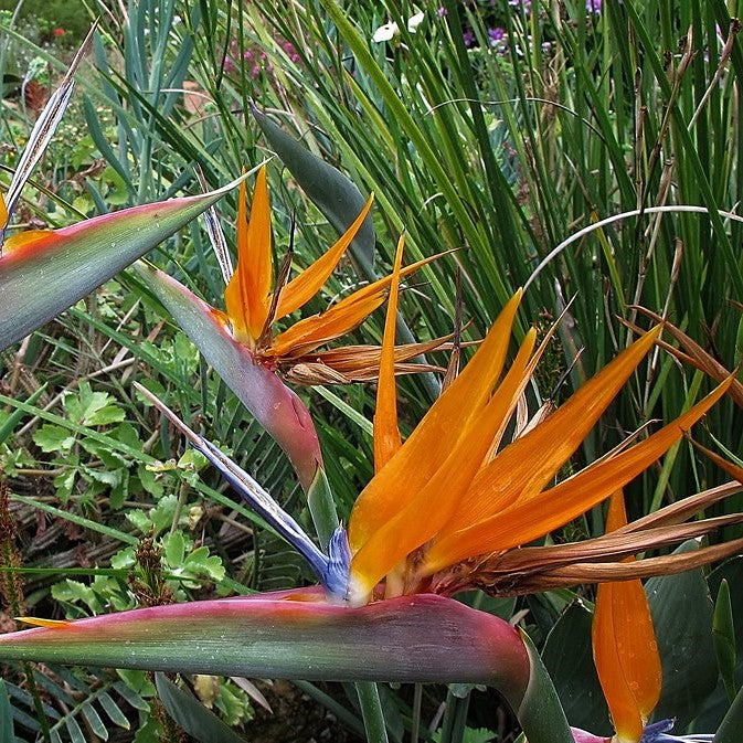 Strelitzia Reginae (Birds of Paradise) Flower Seeds