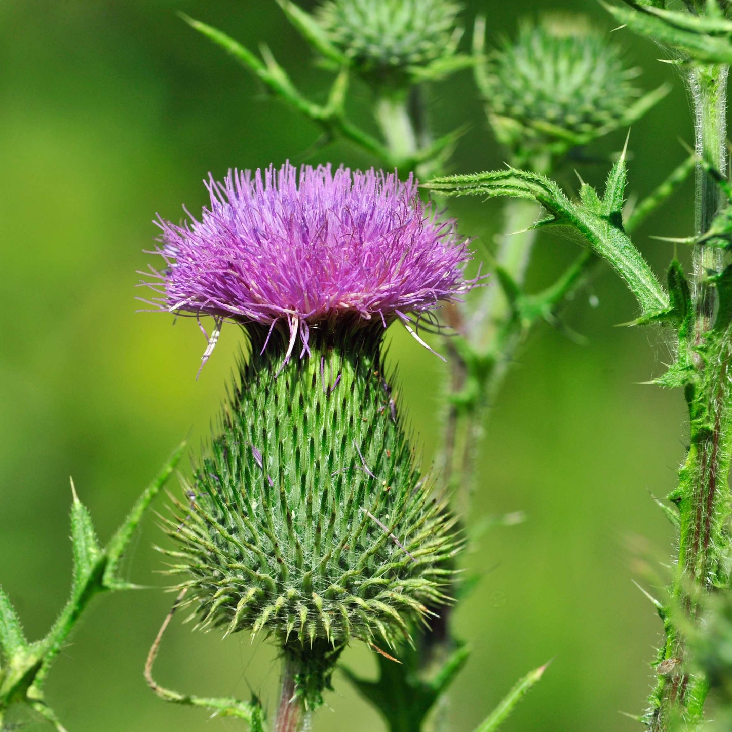 100Pcs Organic Burdock Seeds