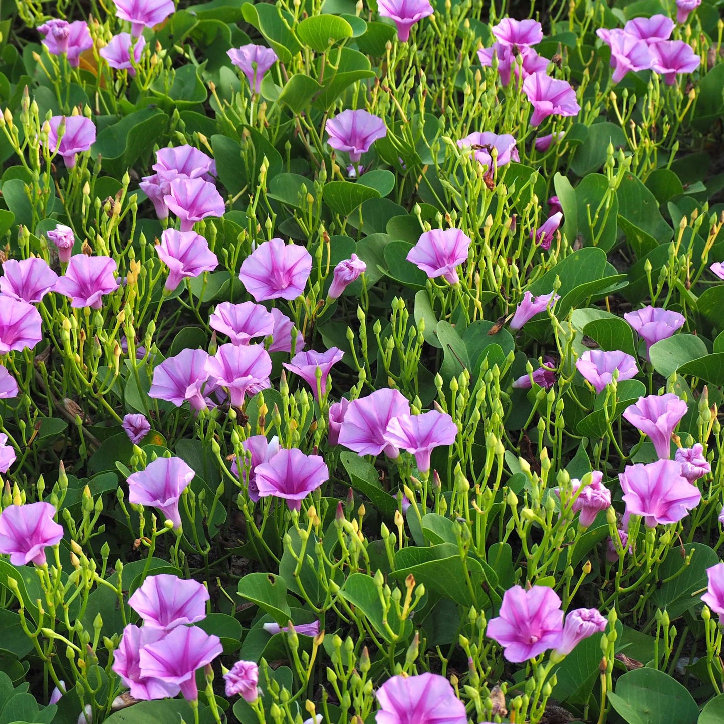100Pcs Mix Color Morning Glory Flower Seeds
