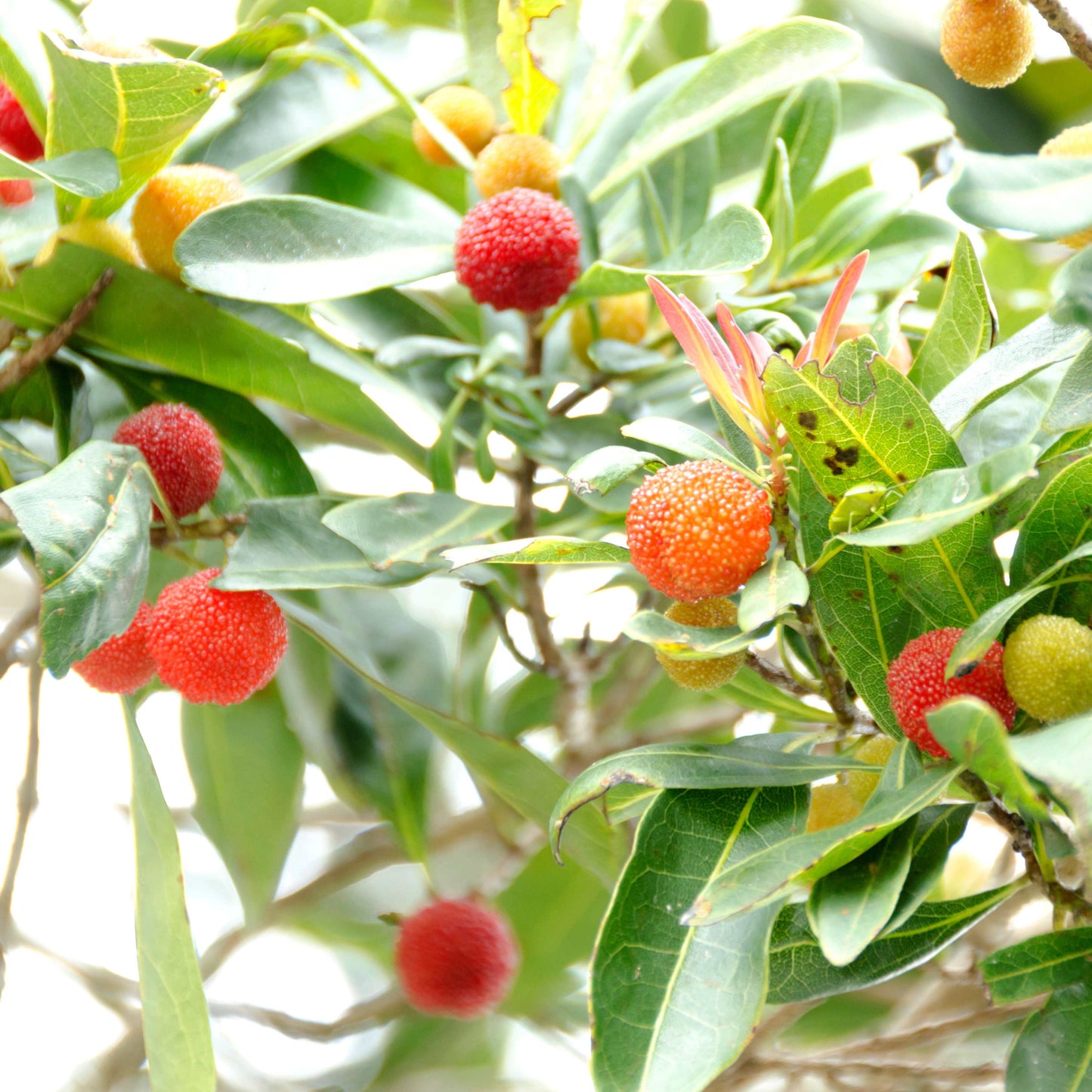 5Pcs Yangmei (Bayberry) Plant Seeds