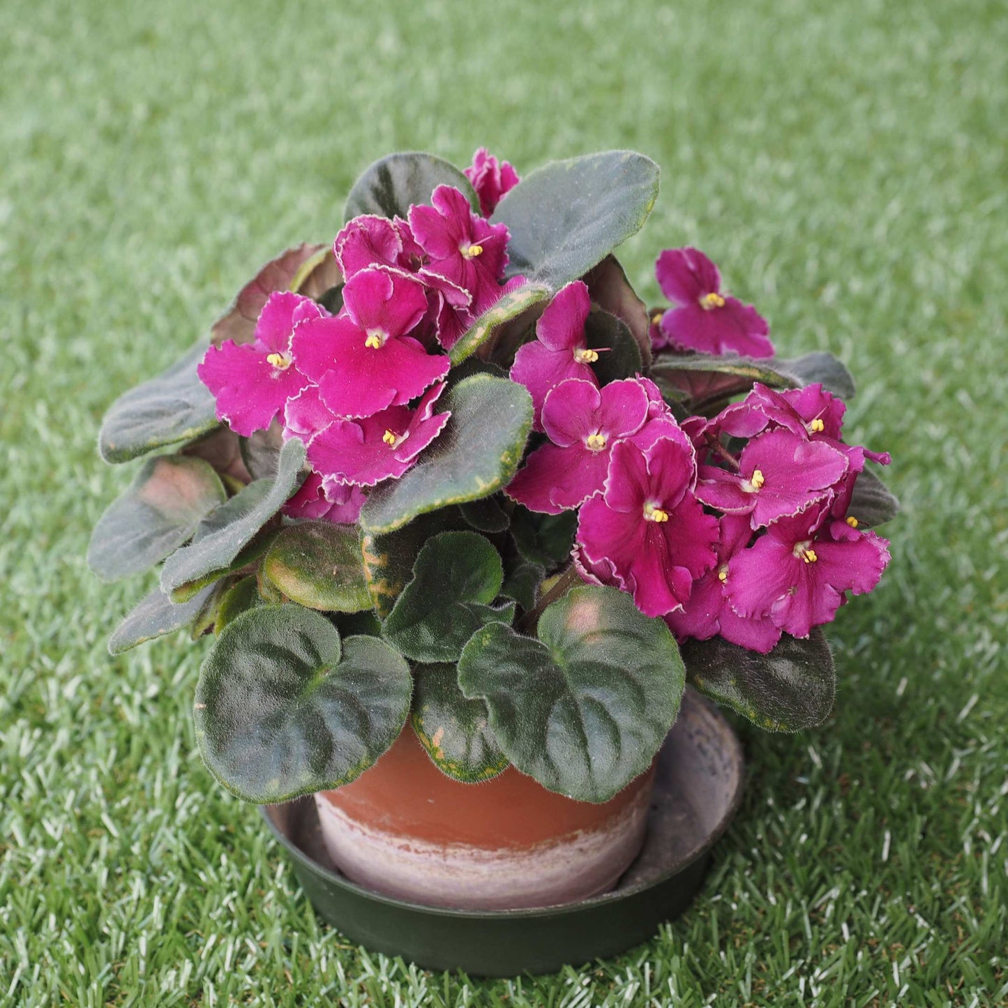 30Pcs Mix African Violet Seeds Pack