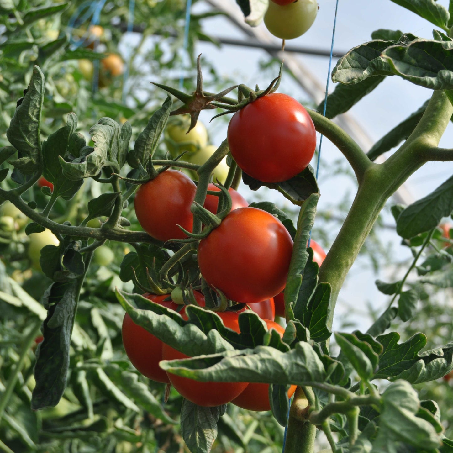 100Pcs Tomato Plant Seeds