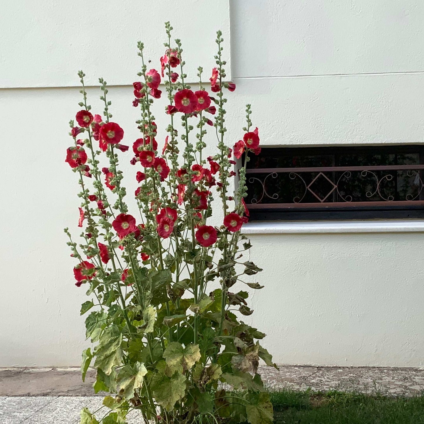 200Pcs Hollyhock Seeds Pack