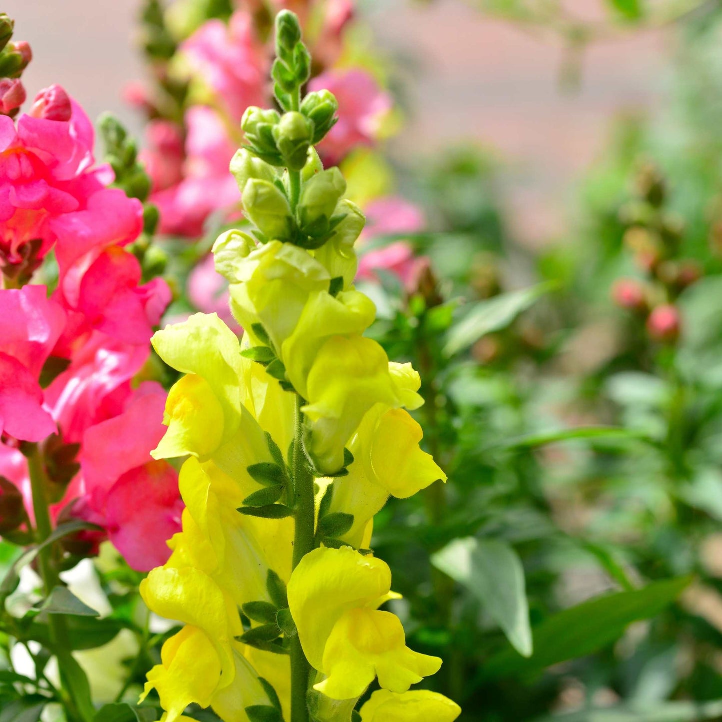 100Pcs Organic Snapdragon Flower Seeds Pack