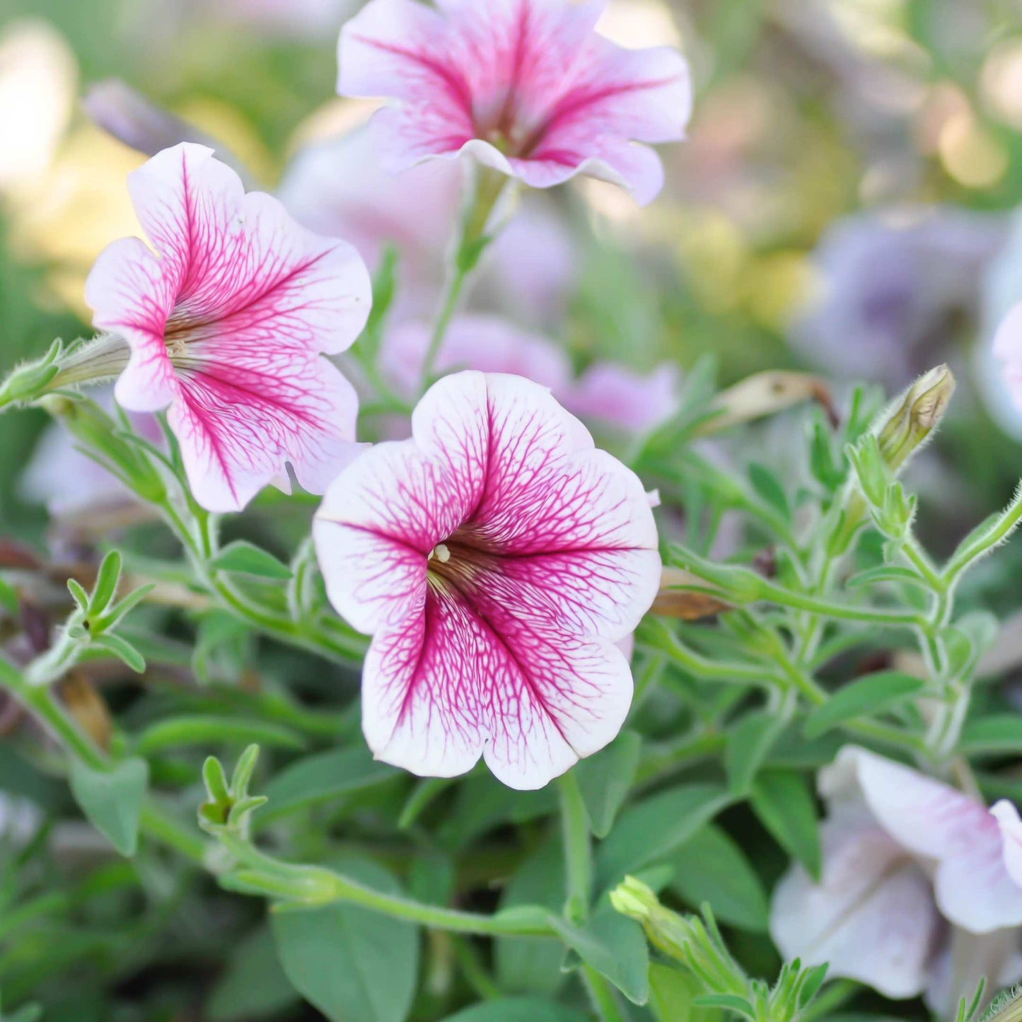 50Pcs Mixed Colors Petunia Seeds