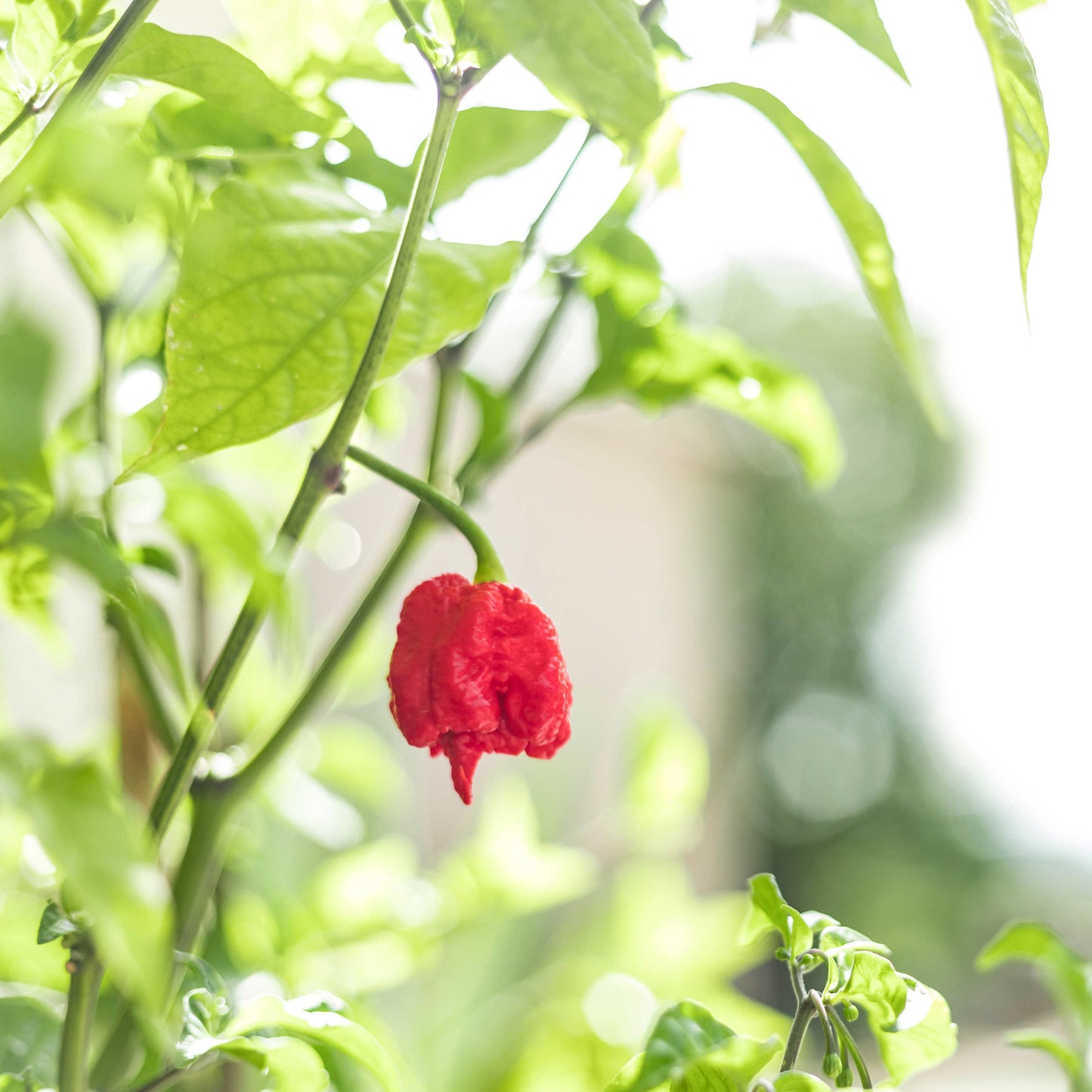 100Pcs Carolina Reaper Pepper Seeds