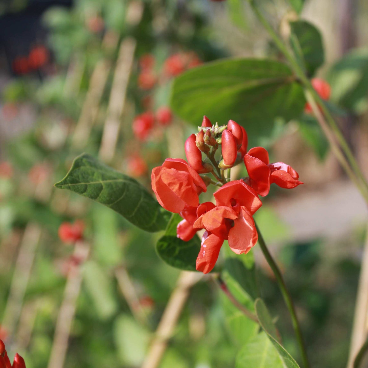 10Pcs Organic Scarlet Runner Bean Seeds