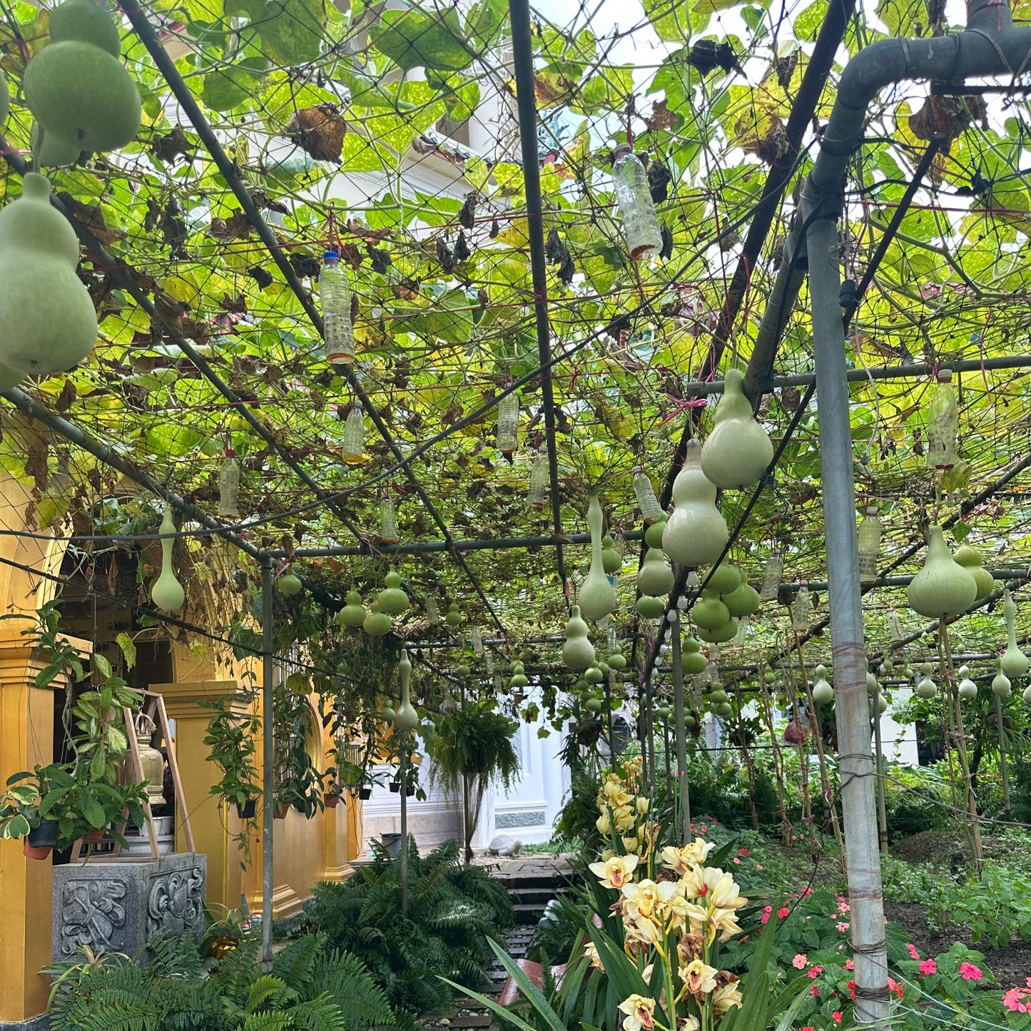 30Pcs Bottle Gourd Calabash Seeds