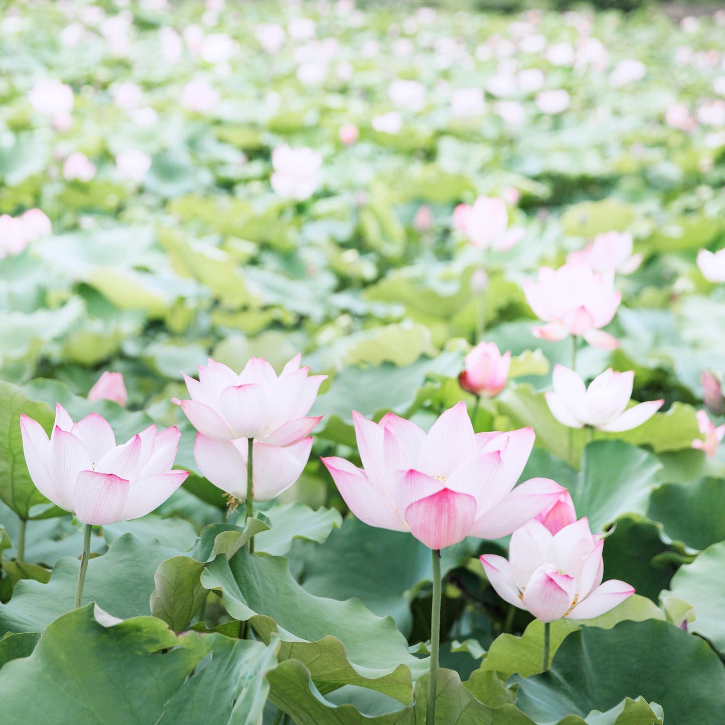 5 PINK LOTUS Flower Seeds