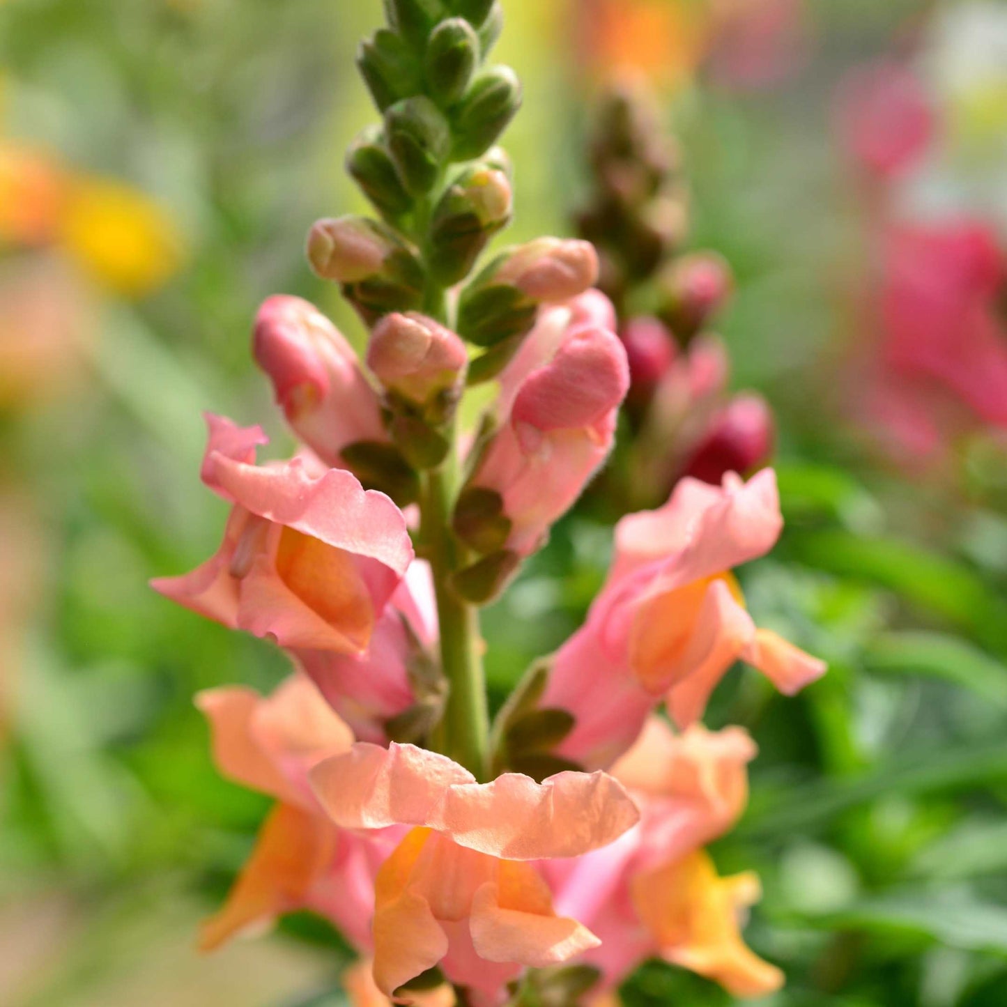 100Pcs Organic Snapdragon Flower Seeds Pack