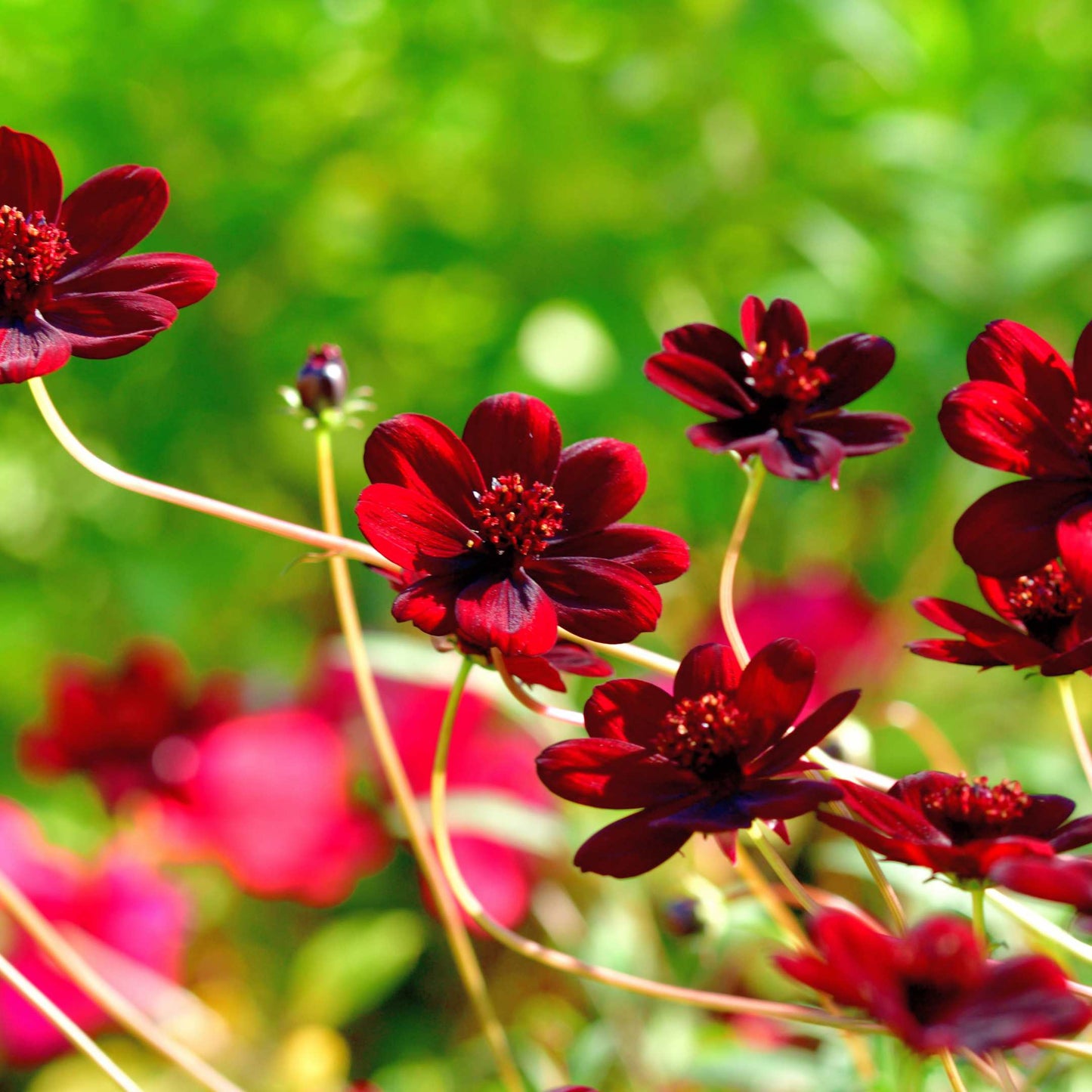 100Pcs Chocolate Cosmos Flower (Atrosanguineus) Seeds