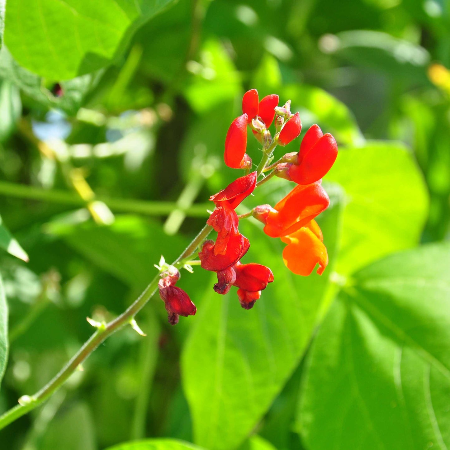 10Pcs Organic Scarlet Runner Bean Seeds