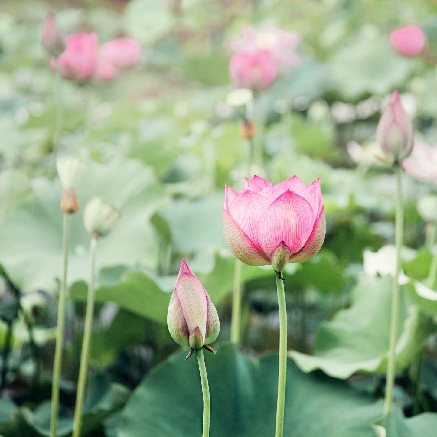 5 PINK LOTUS Flower Seeds