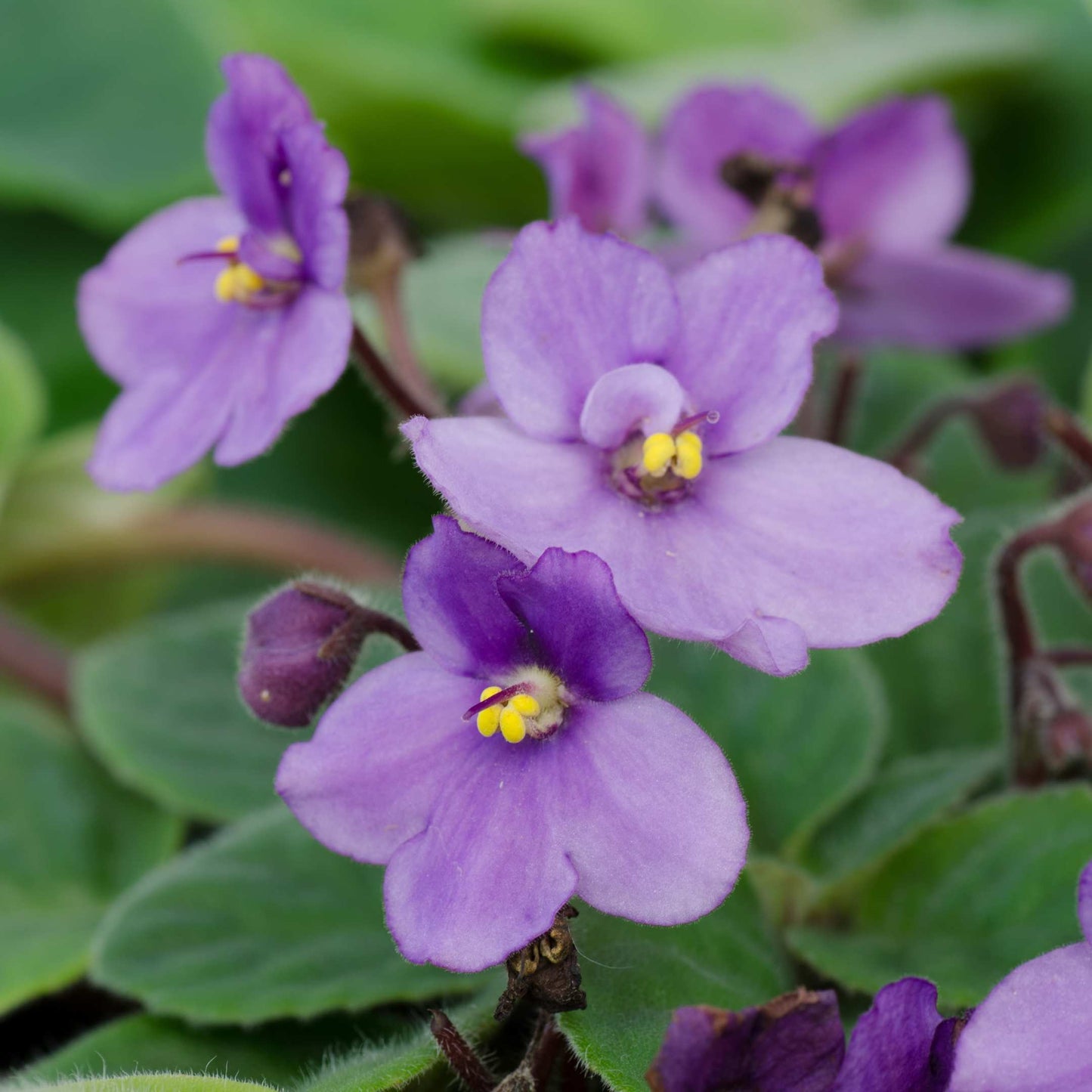 30Pcs Mix African Violet Seeds Pack