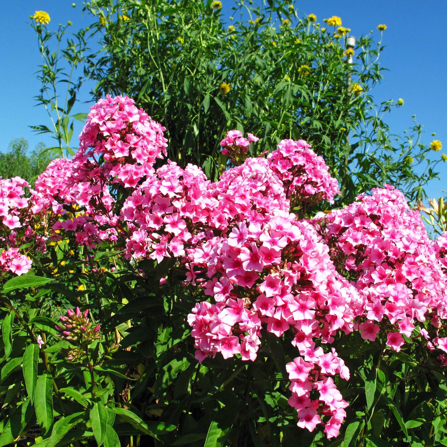 50Pcs Phlox Flower Seeds Pack